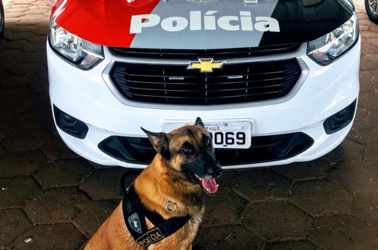 Cão Kito da PM encontra droga, balança de precisão e embalagens para entorpecente em Botucatu