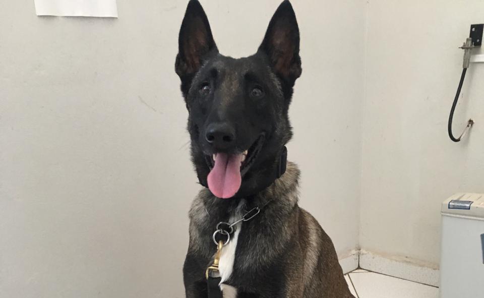 Cão Colt ajuda a PM em flagrante de tráfico de drogas no Marajoara