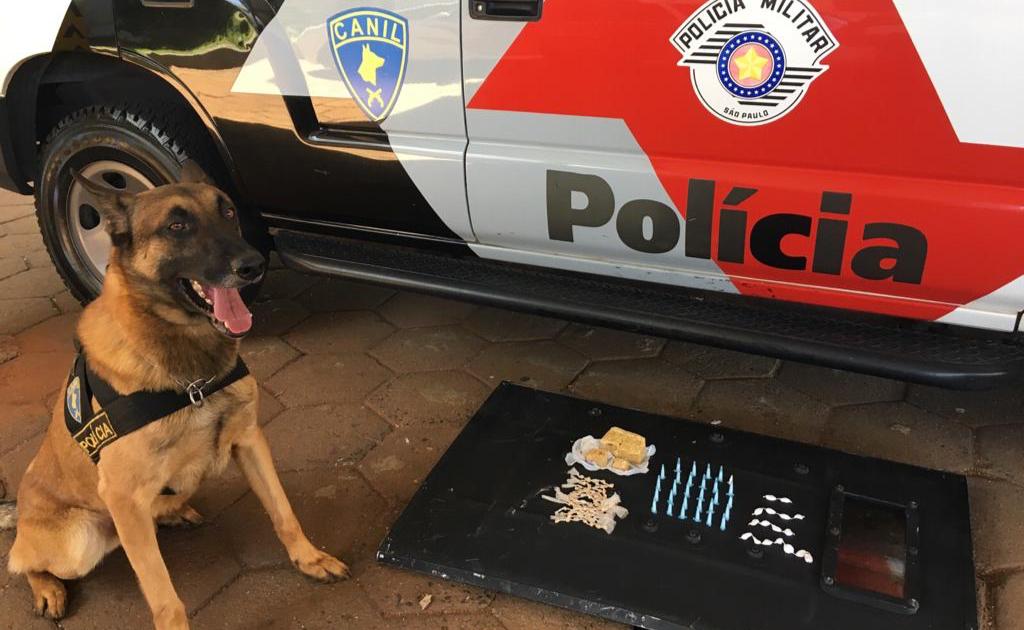 Cão Kito do Canil da PM de Botucatu é novamente destaque em prisão por tráfico de drogas