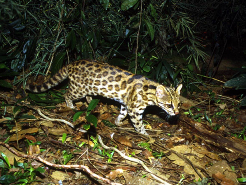 Puma concolor - Fatos, dieta, habitat e fotos em