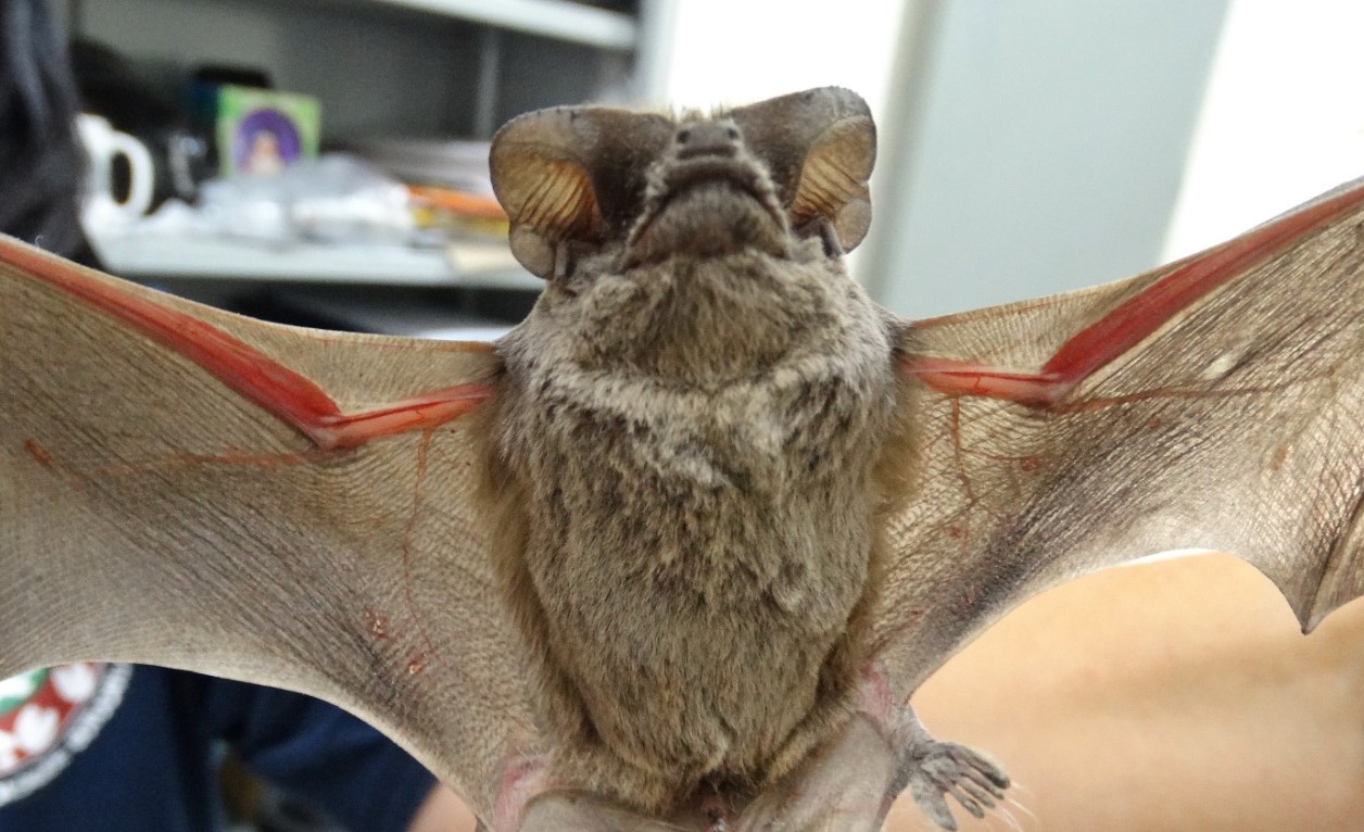 Vigilância orienta população sobre cuidados com morcegos Vigilância orienta população sobre cuidados com morcegos