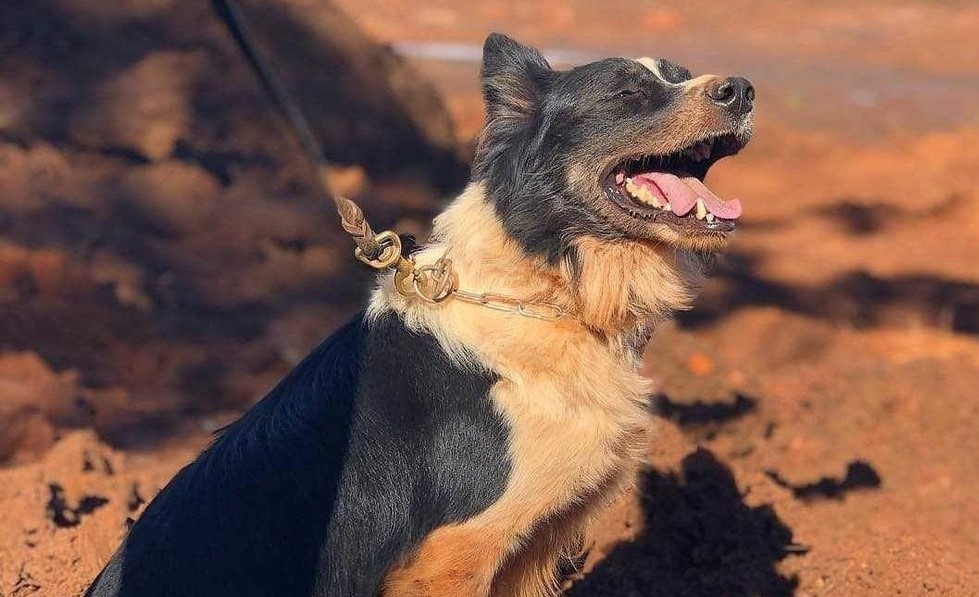 Cão dos Bombeiros que atuou em Brumadinho e Mariana morre por problemas de saúde