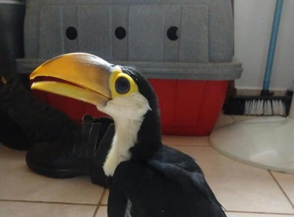 Morador de São Manuel resgata filhote de tucano