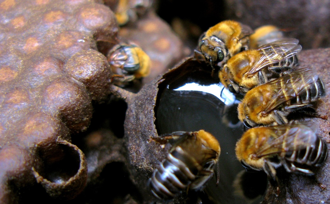  Parque Municipal recebe palestra sobre abelhas sem ferrão