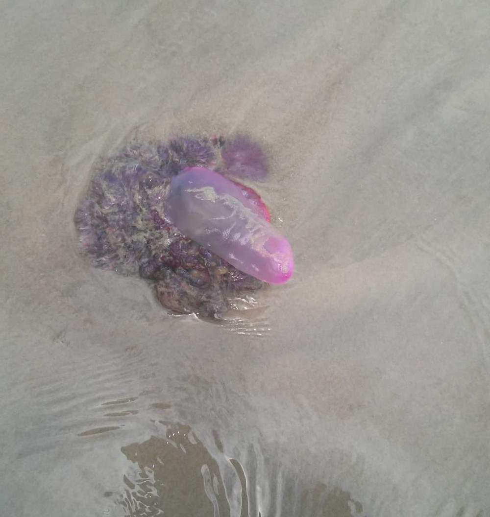 Criança fica ferida ao ser surpreendida por ‘caravela-portuguesa’ em praia de SP