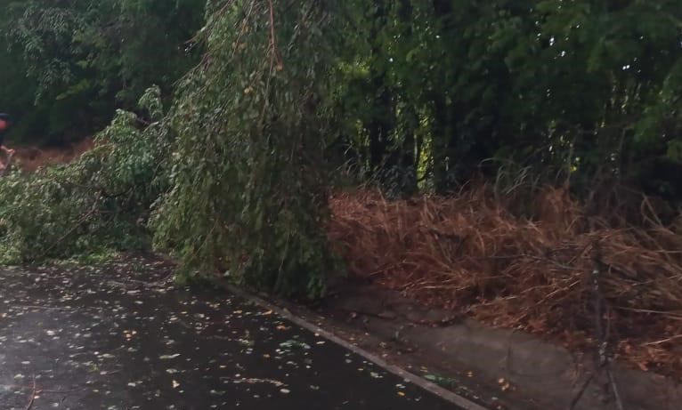 Chuva derruba galhos e árvores na Alcides Soares