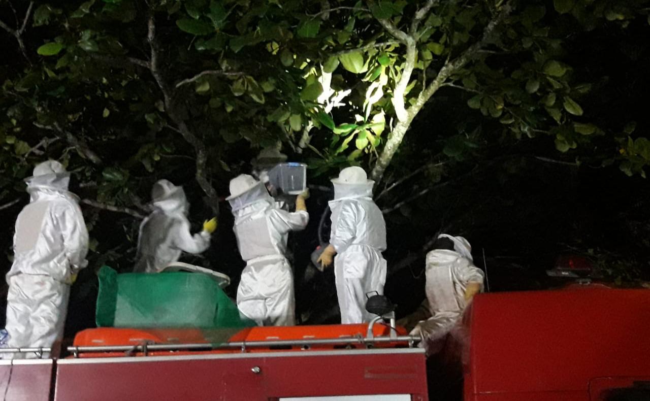 Vigilância Ambiental e Corpo de Bombeiros capturam enxame de abelhas africanizadas em praça de Igreja Vigilância Ambiental e Corpo de Bombeiros capturam enxame de abelhas africanizadas em praça de Igreja