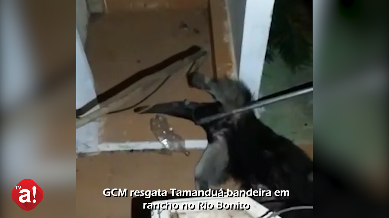 GCM resgata Tamanduá-bandeira em rancho no Rio Bonito; veja vídeo