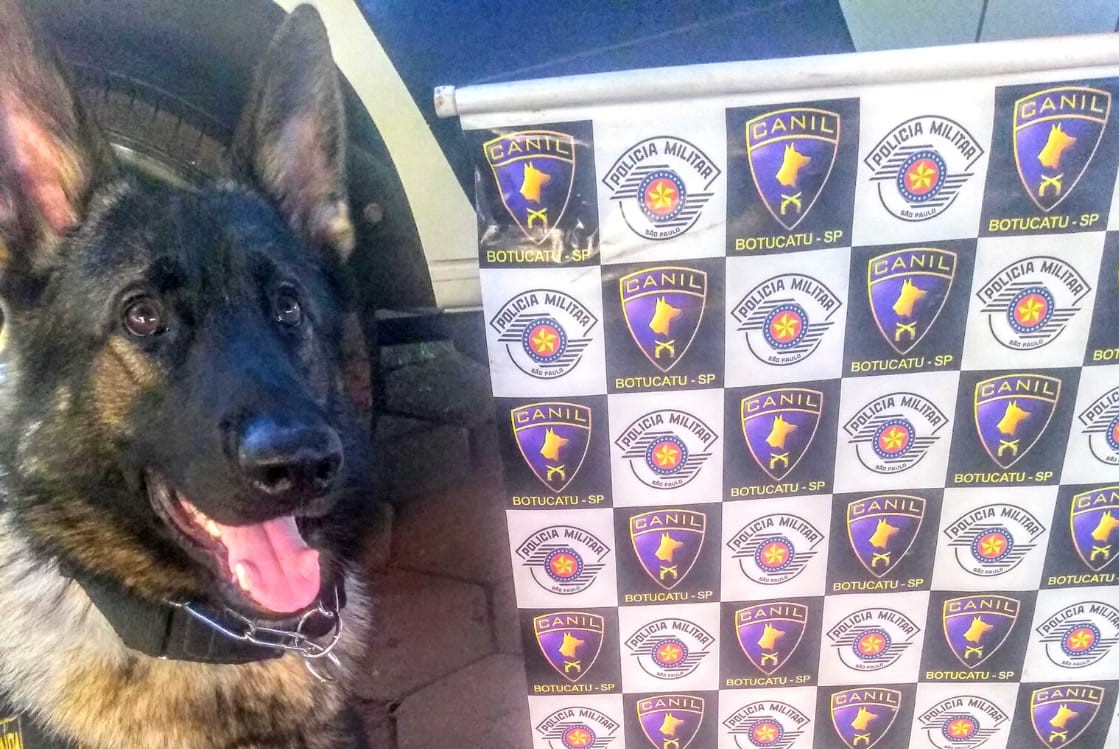 Cão da PM localiza drogas e homem é detido por tráfico na região do Jardim Cristina
