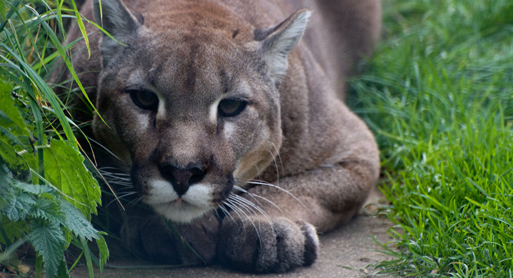 Onça-parda é resgatada pela Polícia Rodoviária na Marechal Rondon; veja vídeo