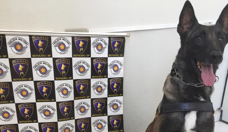 Homem é preso por tráfico de drogas na Vila Aparecida pela equipe do Canil da PM