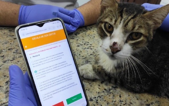 Aplicativo permite avaliar a dor nos animais