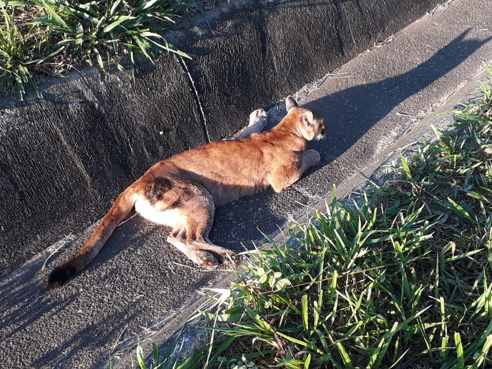 Onça-parda atropelada em rodovia é enviada para tratamento em Botucatu