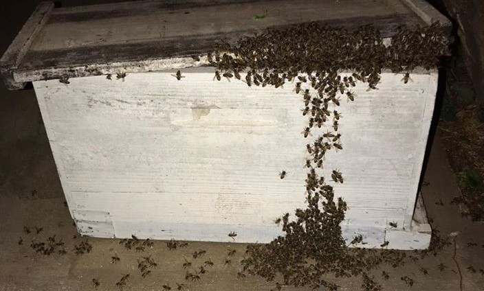 Vigilância Ambiental faz remoção de grande enxame de abelhas no Altos do Paraíso