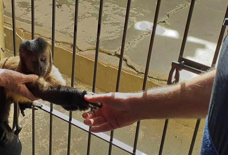 GPA encontra macaco-prego em cativeiro irregular na Vila São Luis