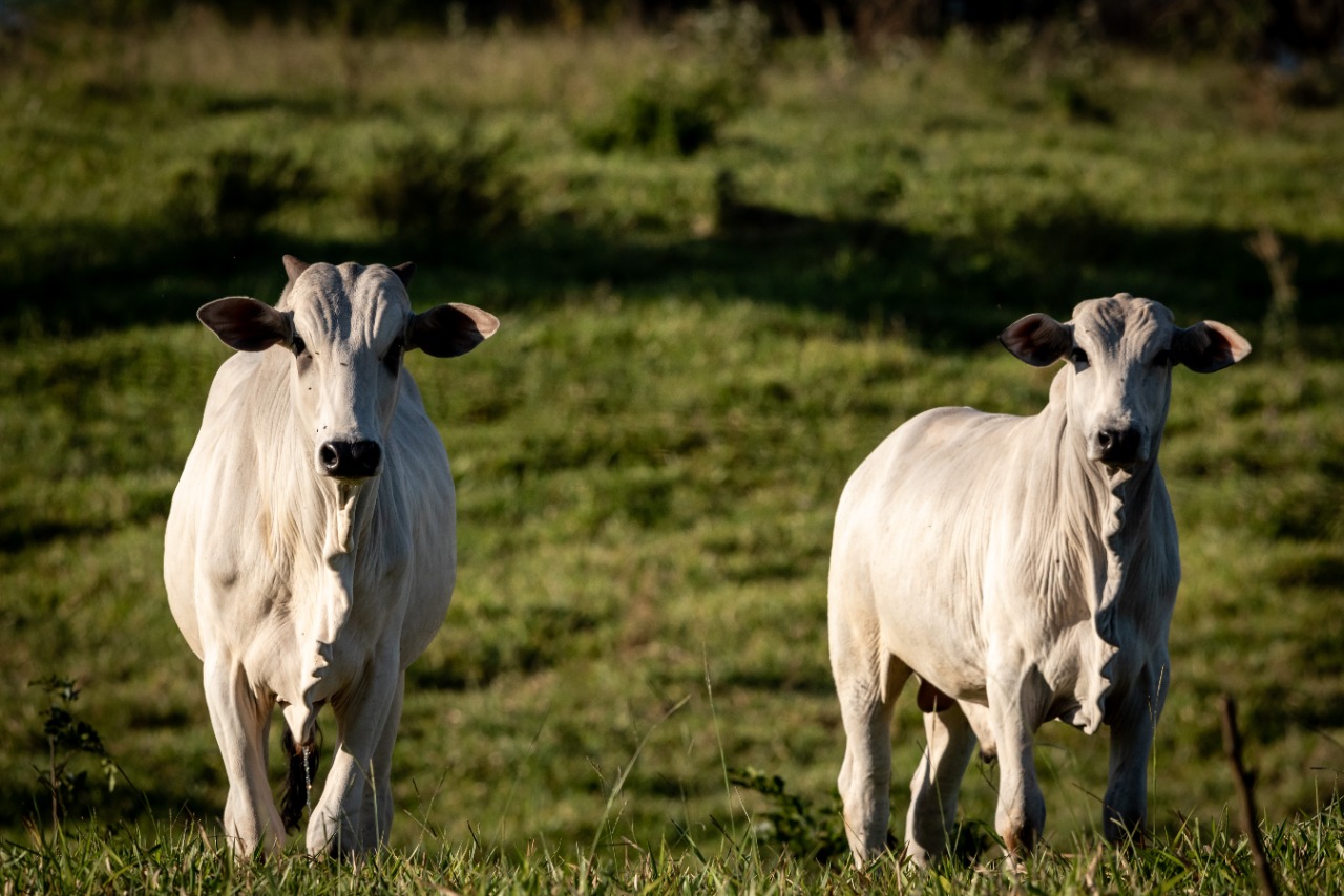FMVZ/Unesp Botucatu promove leilão de bovinos