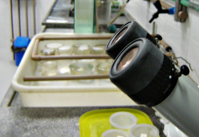 Unesp: Pesquisadores investigam ocitocina na prevenção ao surgimento de osteoporose