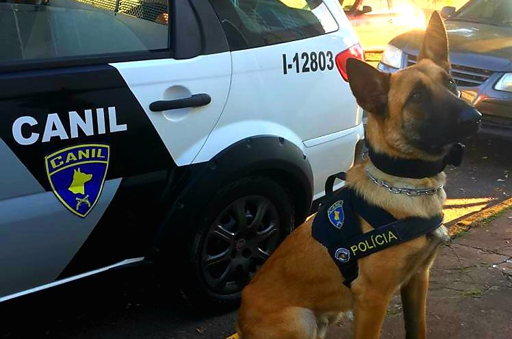 Equipe do Canil da PM prende homem por tráfico em Botucatu