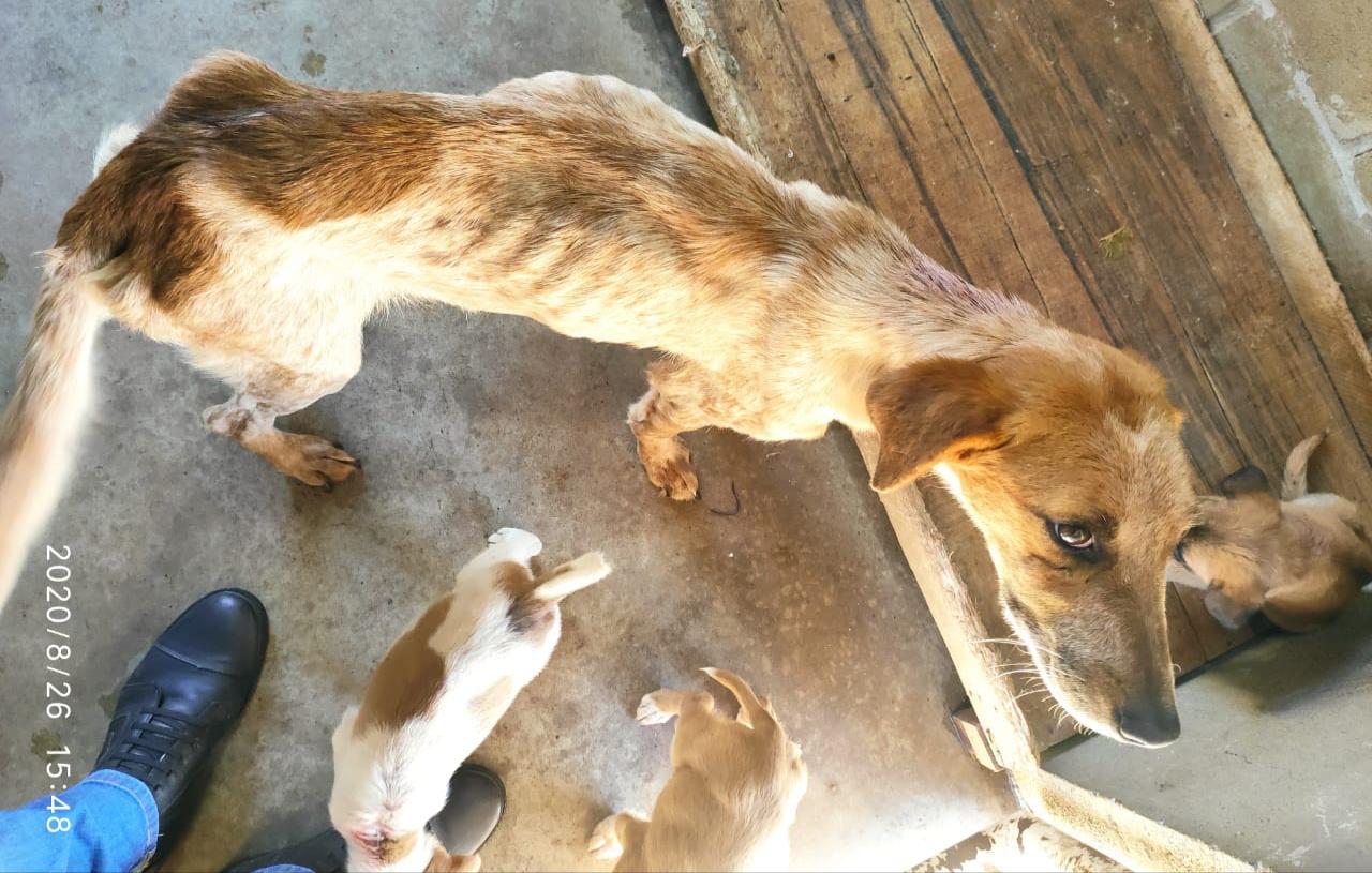 Polícia Civil de Itatinga encontra 11 cães em situação de extremo abandono em propriedade rural