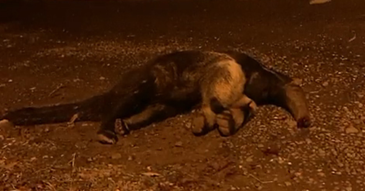 Tamanduá-bandeira morre atropelado na Gastão dal Farra em Botucatu