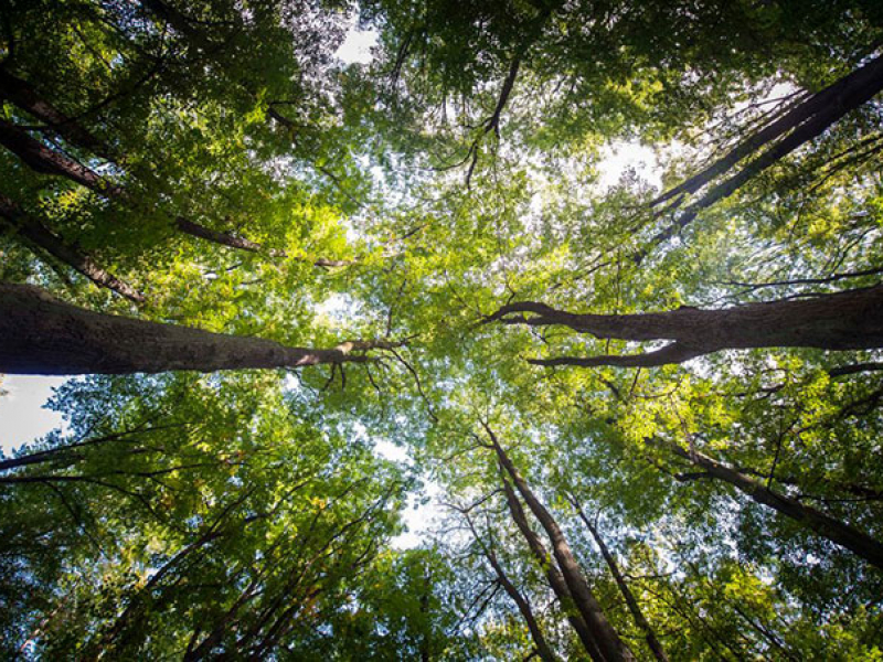 Rede Casa da Natureza em Botucatu reúne projetos de Educação Ambiental