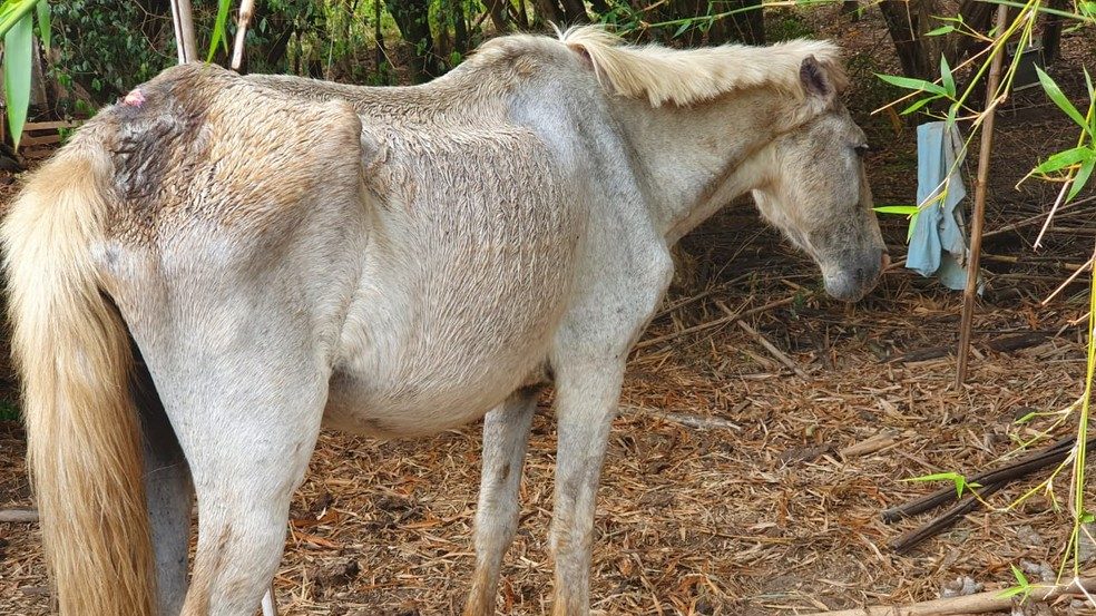 Polícia flagra cavalo em situação de maus-tratos e apreende espingardas na zona rural de Agudos
