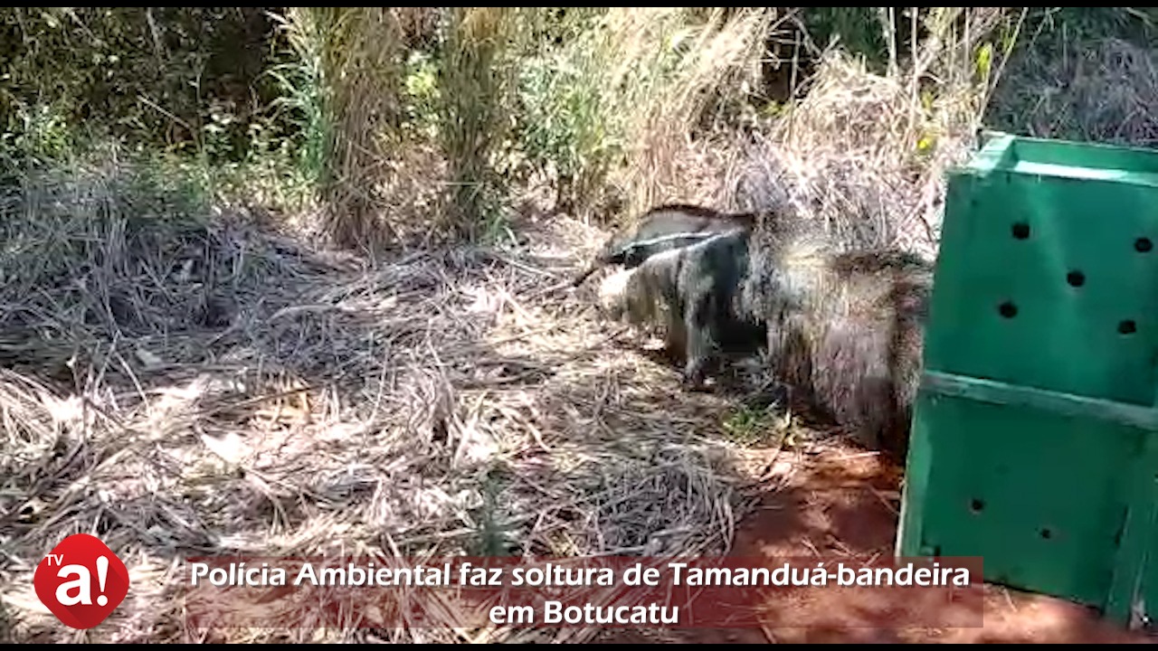 Polícia Ambiental faz soltura de Tamanduá-bandeira em Botucatu; veja o vídeo