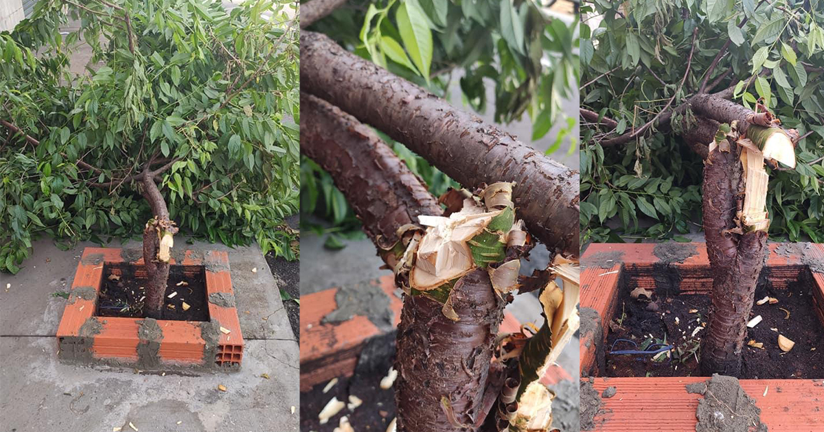 Crime ou vandalismo: árvore plantada em calçada de peixaria é cortada durante a noite em Botucatu