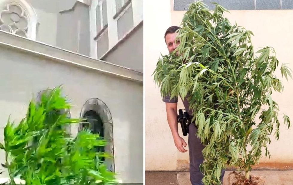 Polícia apreende pé de maconha plantado ao lado da Igreja Matriz de Jaú