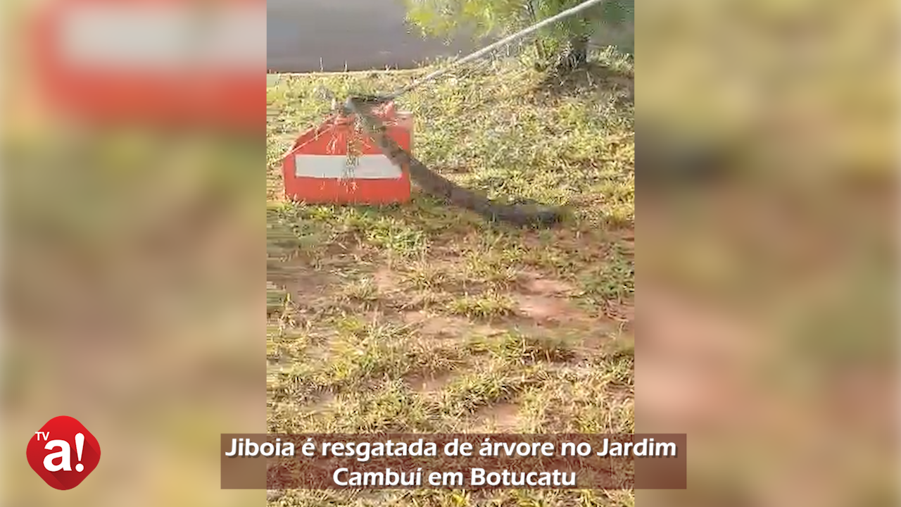 Jiboia é resgatada de árvore no Jardim Cambuí em Botucatu