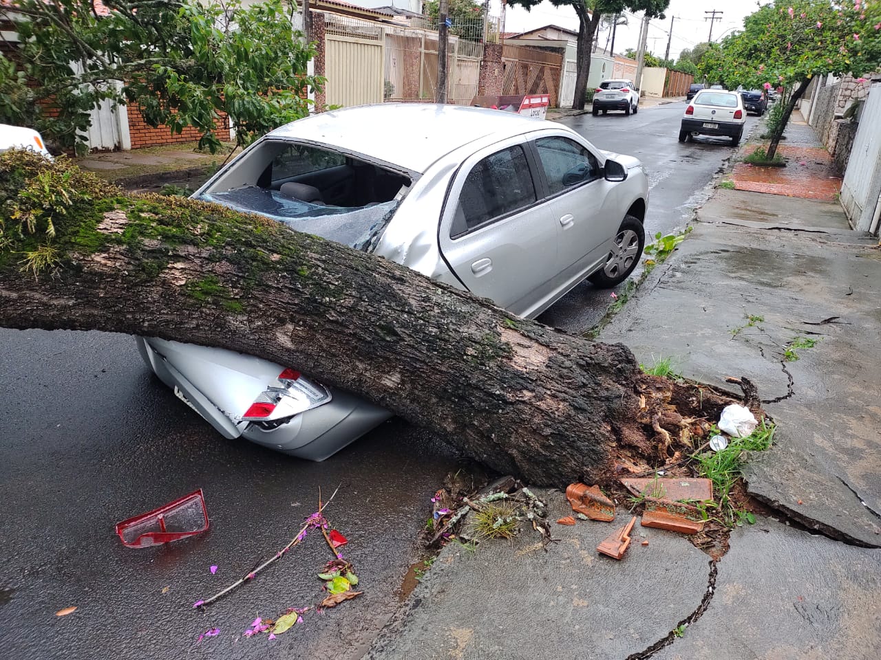 Árvore desaba sobre veículo na Rua Cardoso de Almeida