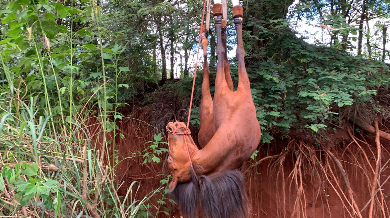 Cavalo cai em barranco e é resgatado pelos Bombeiros e Defesa Civil em Botucatu