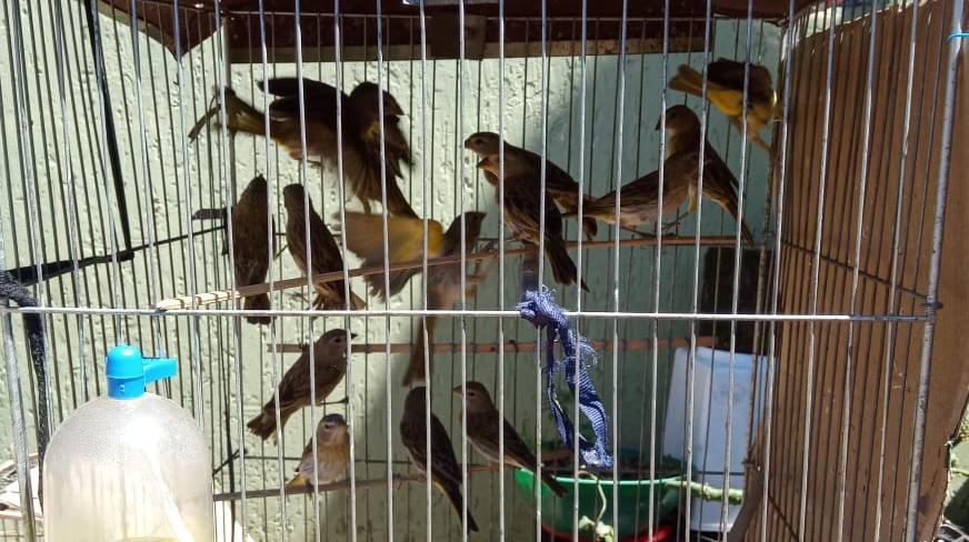 Polícia Ambiental aplica multa de mais de meio milhão de reais por maus tratos a pássaros silvestres em Itatinga