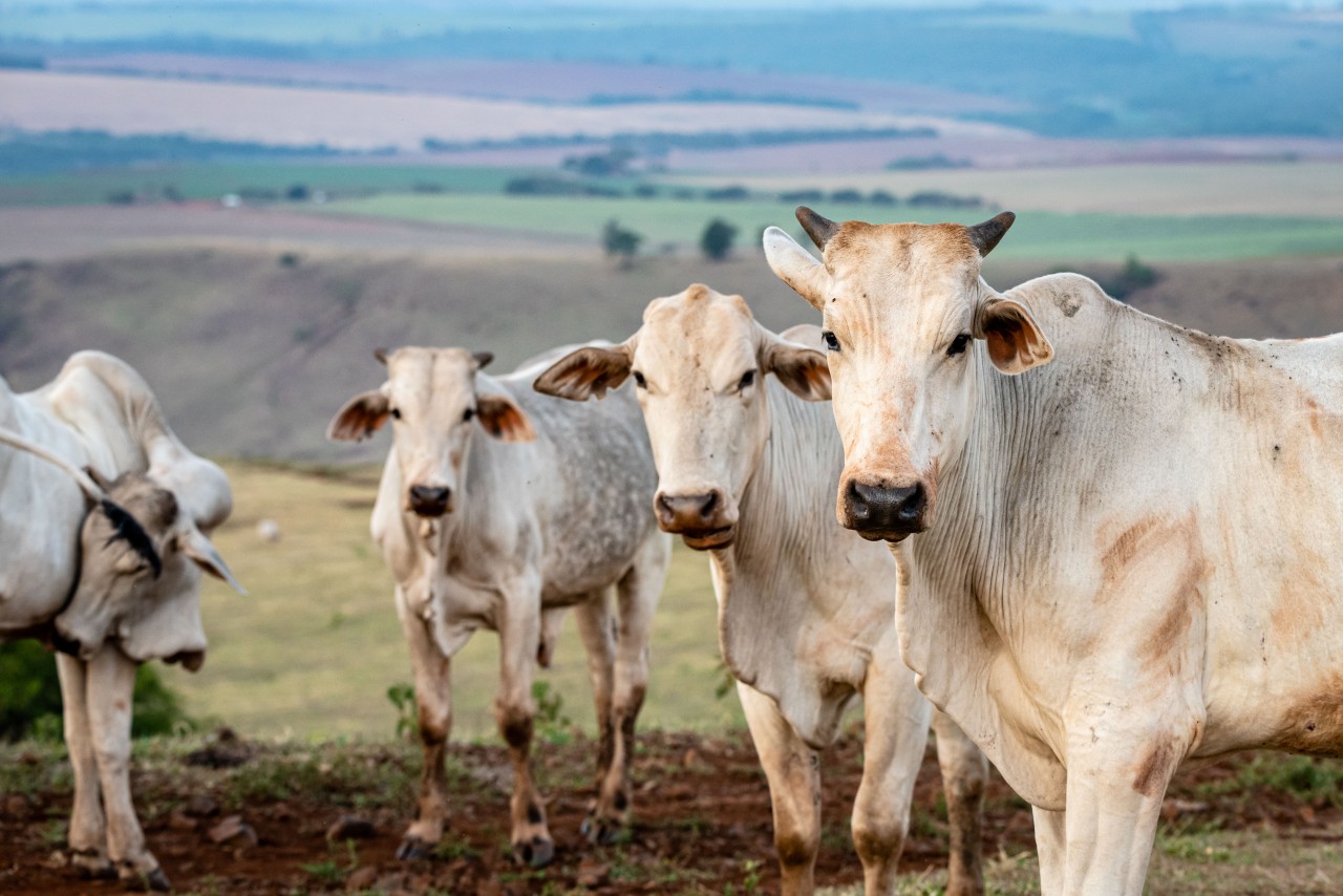 Botucatu tem 99,8% de rebanho vacinado contra a aftosa