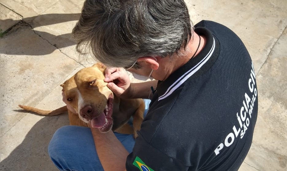 Polícia Civil resgata cachorra abandonada e debilitada em residência de Itatinga