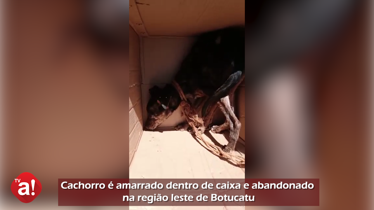 Vídeo: cachorro é encontrado abandonado e amarrado dentro de caixa na região leste de Botucatu