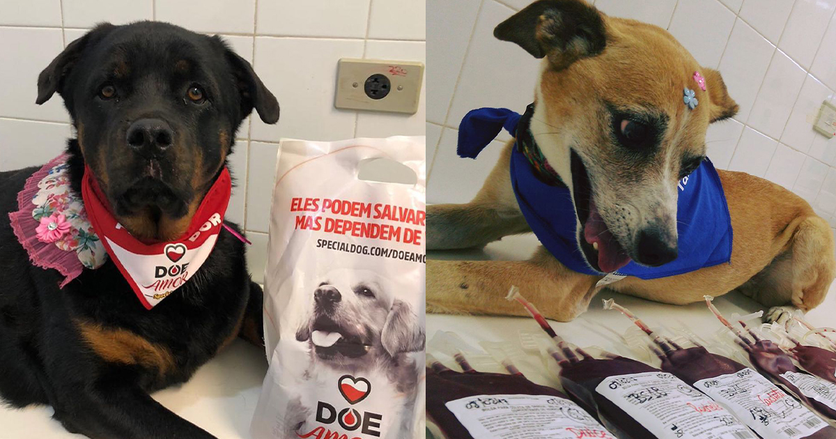 Banco de Sangue Canino da Unesp de Botucatu precisa urgente de doação