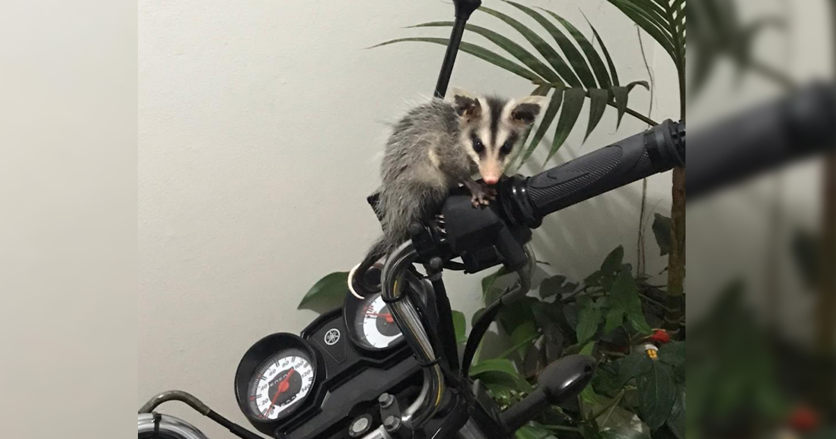 Vigilância Ambiental em Saúde realiza resgate do “Gambá Motoqueiro” em Botucatu