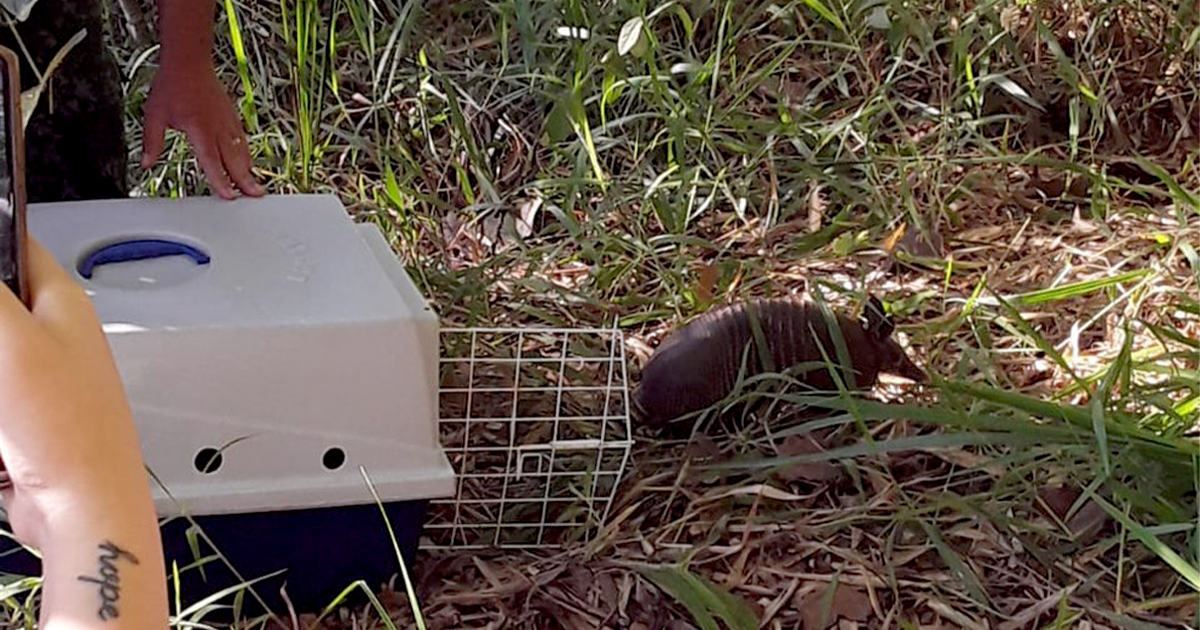 Polícia Ambiental solta animais silvestres na natureza em Botucatu