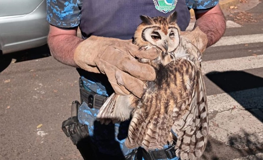 GPA resgata Coruja Orelhuda em Rodovia de Botucatu