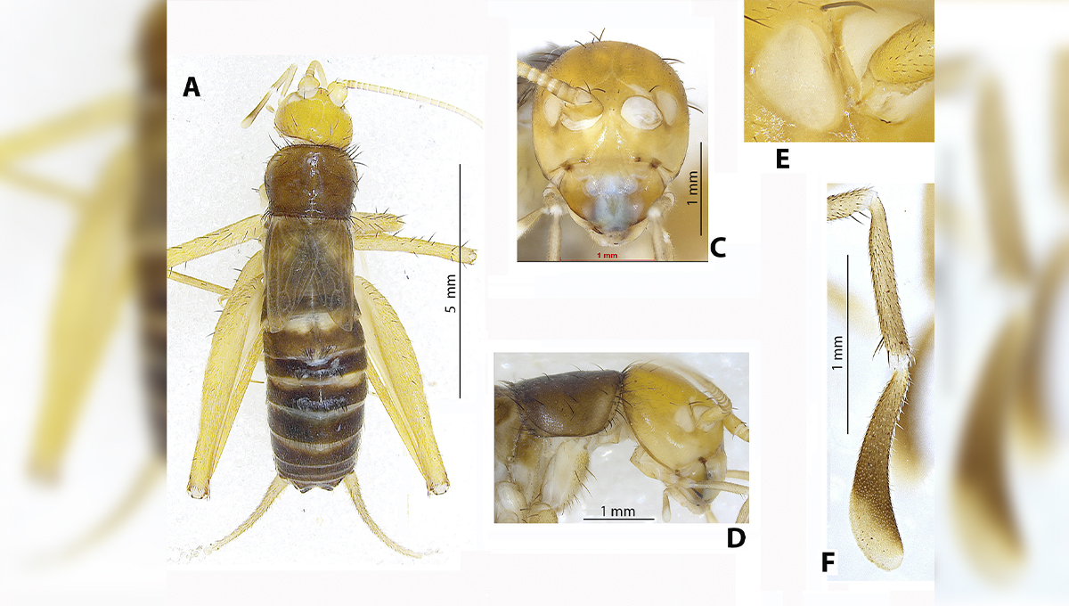 Docente do IB da Unesp descreve nova espécie de grilo cavernícola cego
