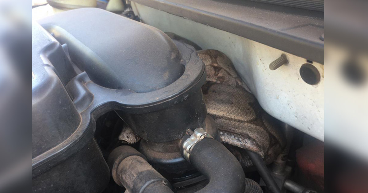 Jiboia é encontrada enrolada em motor de carro em Bauru