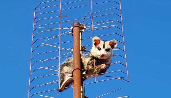 Vigilância resgata Gambá em antena de TV na Vila Maria
