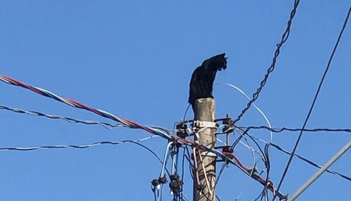 Gato é resgatado após ficar horas em topo de poste na Vila Jardim