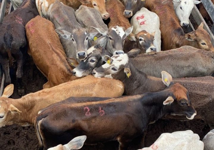 Polícia recupera gado roubado em Itatinga avaliado em mais de R$ 1 milhão Polícia recupera gado roubado em Itatinga avaliado em mais de R$ 1 milhão