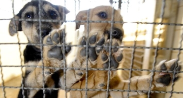 Projeto de lei prevê multa de até R$ 3mil por infrações contra animais em Botucatu