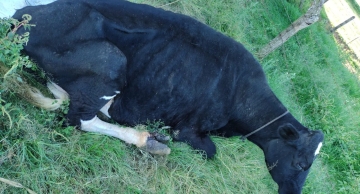 Giar da Polícia Civil de Itatinga resgata duas vacas vítimas de maus-tratos