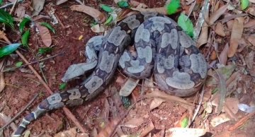 Vigilância Ambiental resgata jiboia atrás de botijão de gás em Botucatu; vídeo