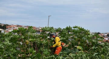 Prefeitura publica decreto dando prazo para limpeza de terrenos em Botucatu
