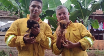 Bombeiros de Botucatu resgatam filhotes de cachorro que caíram em buraco estreito e profundo